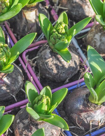 Marché aux fleurs et plants de légumes