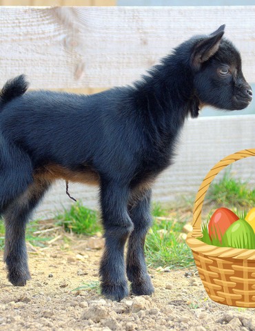 Chasse aux oeufs Mini ferme de Navas