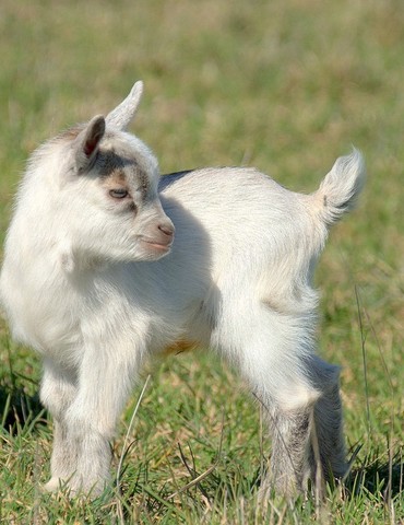 Visite guidée - Mini ferme de Navas