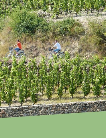 Immersion en Crozes-Hermitage