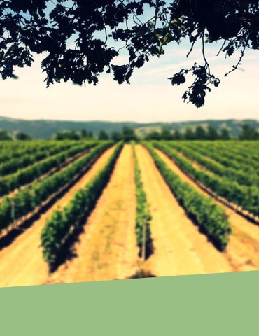 Portes ouvertes Domaine de la Ville Rouge