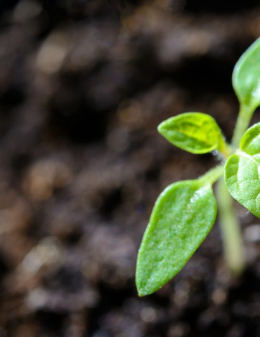 Conférence "Les Végétaux" - Tain Terre et Culture