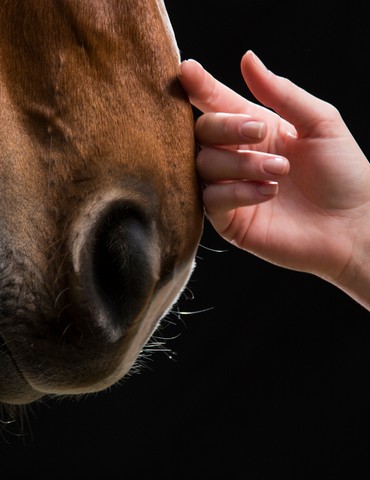 Portes ouvertes: Une nouvelle vie pour Melchior