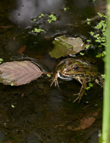 Sortie à la découverte des amphibiens