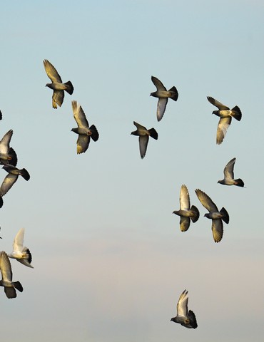 Sortie à la découverte des oiseaux