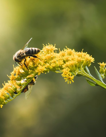 Sortie à la découverte des abeilles sauvages