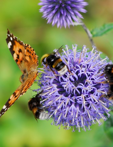 Conférence sur les pollinisateurs