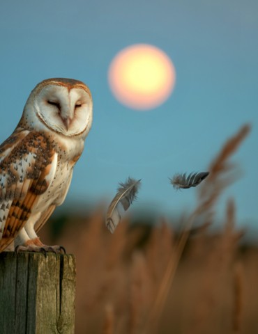 La Nuit c'est chouette à Bathernay