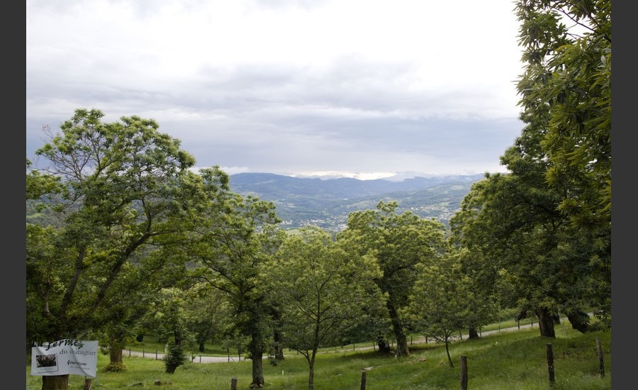 Vue sur la châtaigneraie