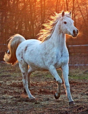 Festival Horsemanship