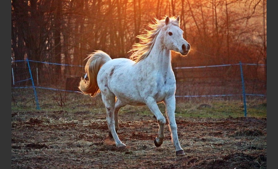 Festival Horsemanship_Chanos-Curson