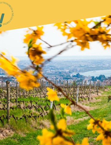 Découverte des plus belles parcelles du vignoble de la Maison M. CHAPOUTIER