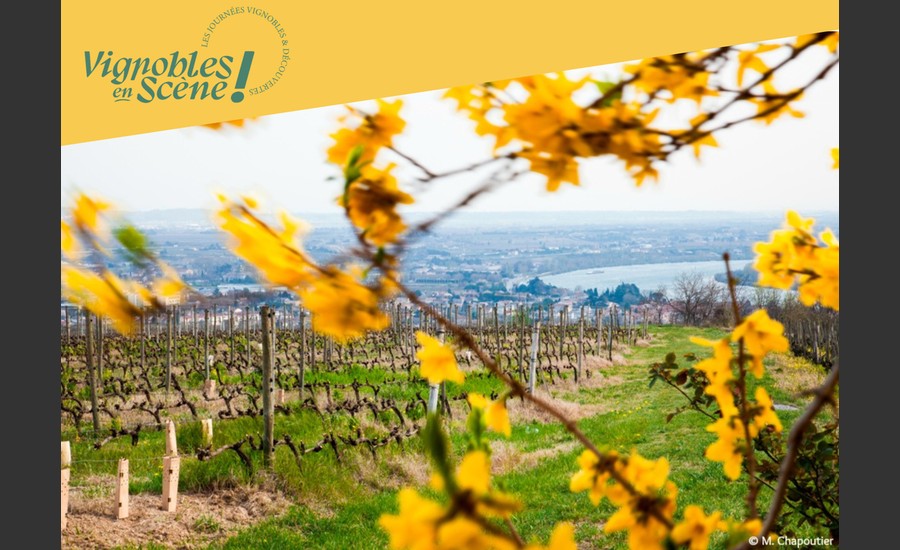 Vignoble en automne