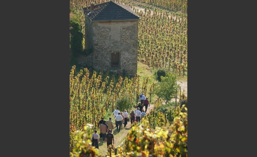 Visite du vignoble