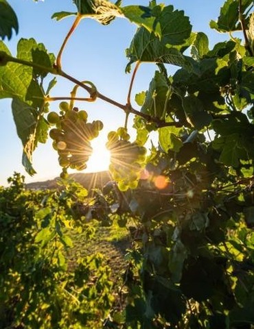 Soirée rooftop dans les vignes - Domaine des Arcandres