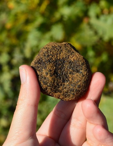 Soirée truffe d'été