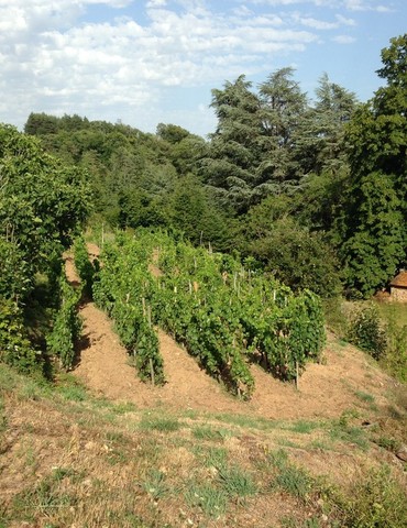 Visite dégustation de vins bio nature au Domaine Morlanche