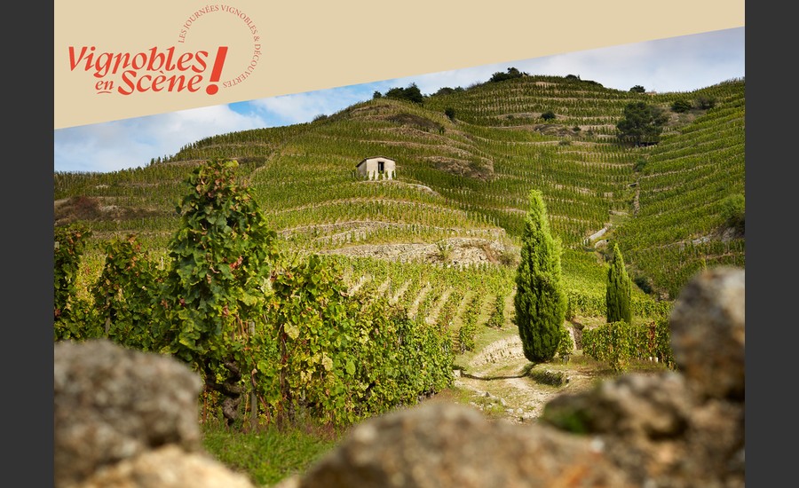 Les vignes de la Maison Delas